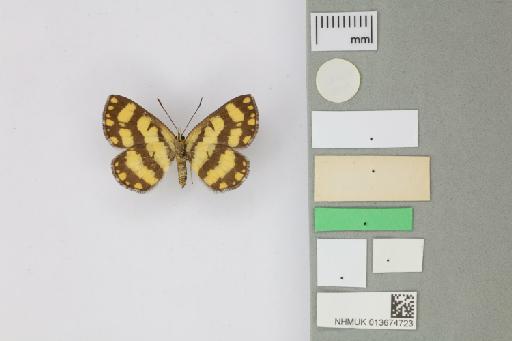 Synargis fandanga Dolibaina et al., 2013 - 013674723_Sinargis_fandanga_Dolibaina Dias Mielke & Casagrande_2013_PT_1