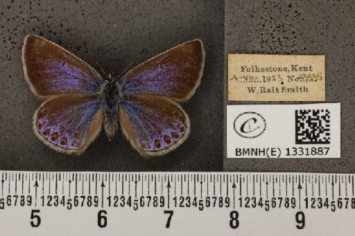 Polyommatus icarus icarus (Rottemburg, 1775) - BMNHE_1331887_139648