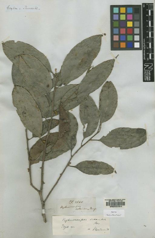 Hydnocarpus octandra Thwaites - BM000624244