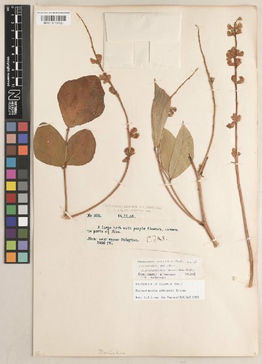 Neorautanenia amboensis Schinz - BM013713127