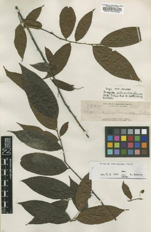 Orophea cumingiana Vidal - BM000553884