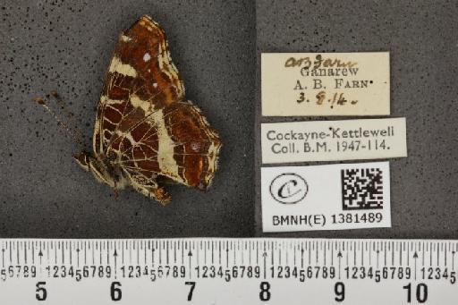 Araschnia levana (Linnaeus, 1758) - BMNHE_1381489_167666