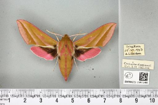 Deilephila elpenor (Linnaeus, 1758) - BMNHE_1640246_206369