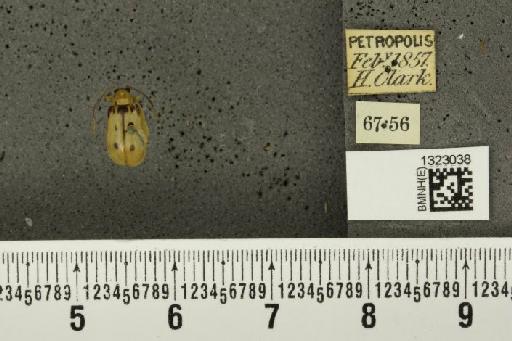 Paranapiacaba prolongata (Jacoby, 1882) - BMNHE_1323038_19516