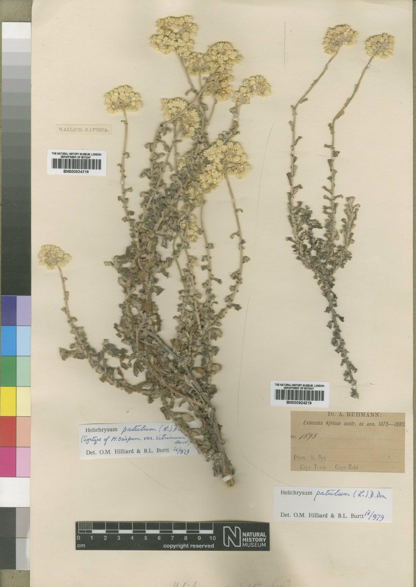 To NHMUK collection (Helichrysum patulum (L.) D.Don; NHMUK:ecatalogue:4529247)