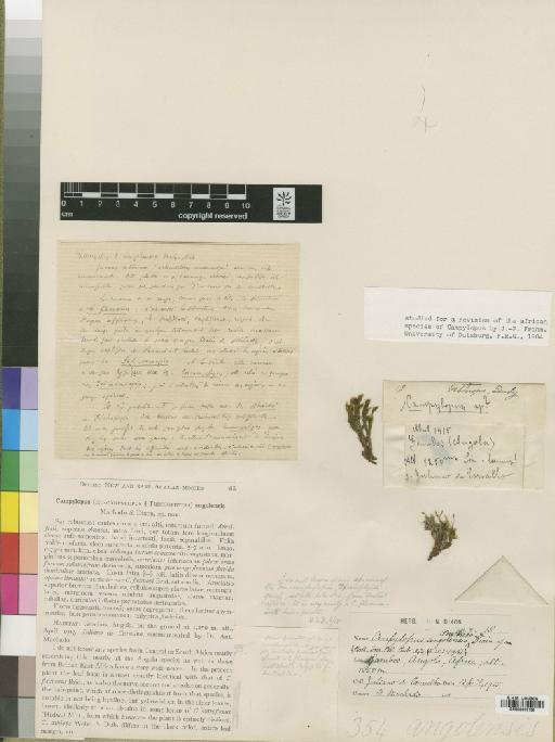 Campylopus savannarum (Müll.Hal.) Mitt. - BM000870136_a