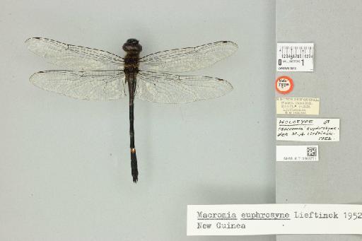Macromia euphrosyne Lieftinck, 1952 - 013383771_dorsal