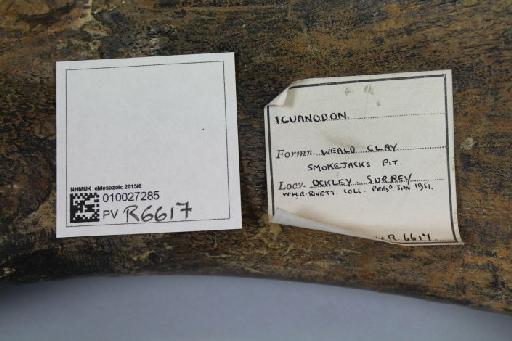 Iguanodon bernissartensis Boulenger, 1881 - 010027285_L010221065_(1)