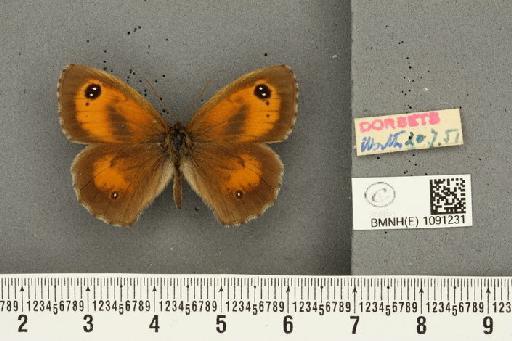 Pyronia tithonus britanniae ab. tithonellus Strand, 1912 - BMNHE_1091231_1636