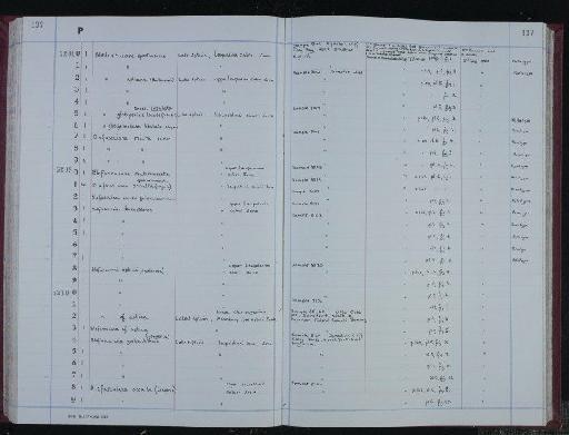 Blefuscuiana occulta quinquecamerata Banner & Desai, 1988 - NHM-UK_P_DF118_04_07_0275