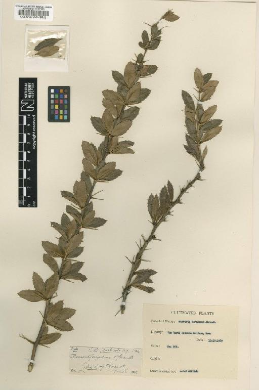 Berberis kawakamii var. formosana (Ahrendt) Ahrendt - BM000554546