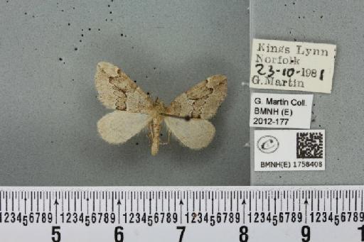 Thera juniperata juniperata (Linnaeus, 1758) - BMNHE_1758408_339779