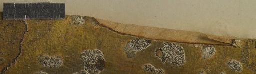 Sarcographa maculosa Stirt. - BM001106727_a