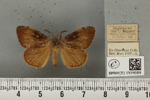 Lymantria dispar (Linnaeus, 1758) - BMNHE_1559089_253006