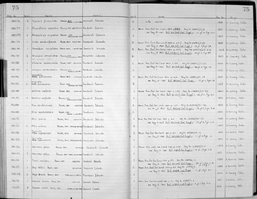 Turris monilifera Pease, 1860 - Zoology Accessions Register: Mollusca: 1956 - 1978: page 75