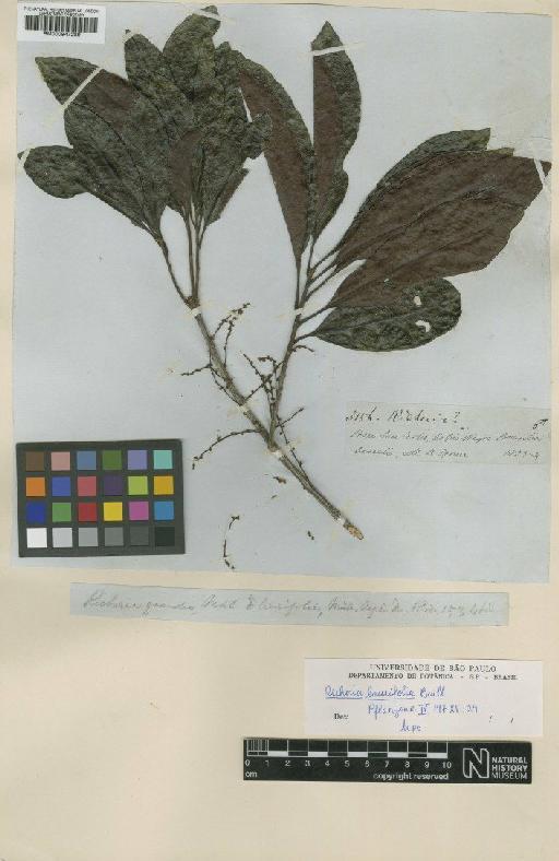 Richeria laurifolia Baill. - BM000947289