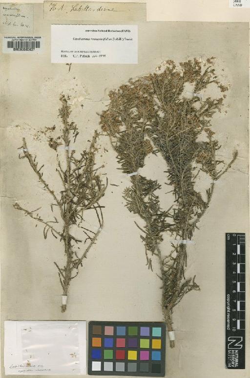 Helichrysum rosmarinifolium (Labill.) Less. ex Benth. - BM000603637