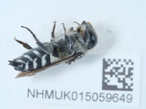 Coelioxys (Coelioxys) conoidea (Illiger, 1806) - 015059649_1