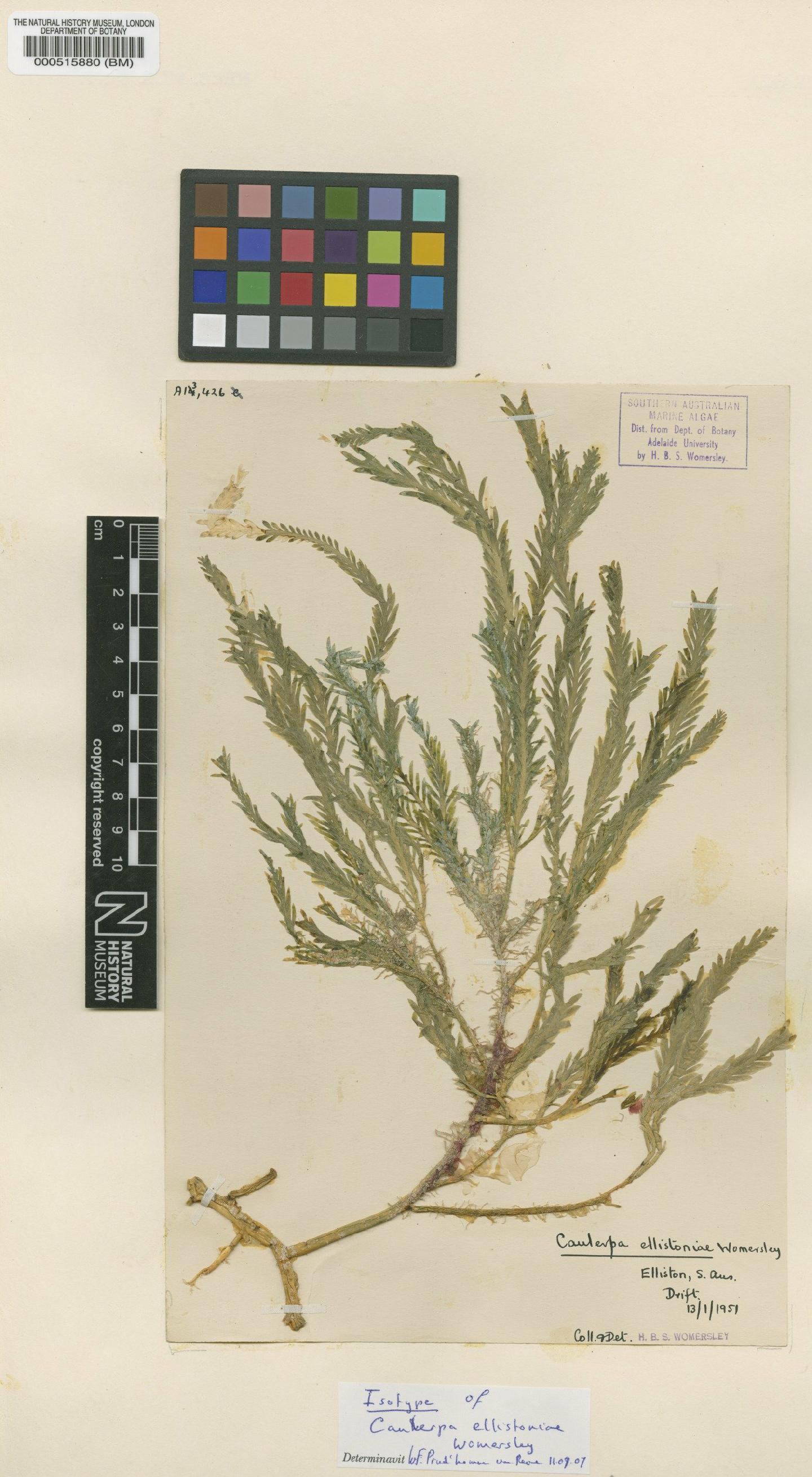 To NHMUK collection (Caulerpa ellistoniae Womersley; Isotype; NHMUK:ecatalogue:4829924)