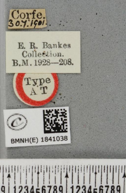 Lomaspilis marginata ab. diluta Cockayne, 1958 - BMNHE_1841038_label_419603