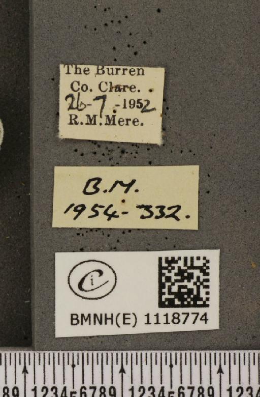 Leptidea sinapis juvernica Williams, 1946 - BMNHE_1118774_label_73979