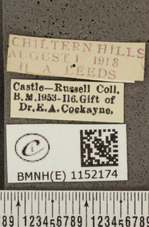 Lysandra coridon ab. confluens Tutt, 1910 - BMNHE_1152174_label_103326