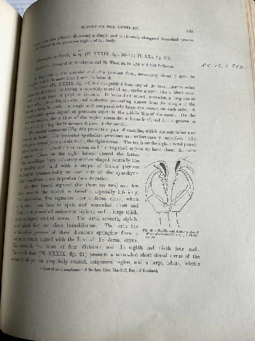 Eunice edwardsi McIntosh, 1885 - Challenger Polychaete Scans of Book 173