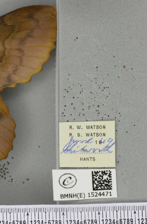Gastropacha quercifolia (Linnaeus, 1758) - BMNHE_1524471_label_198625
