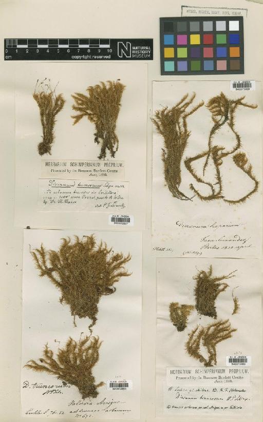 Dicranoloma truncorum (Mull) Paris - BM000728928_a