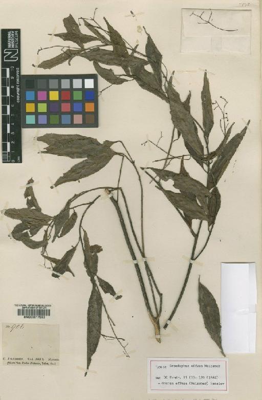 Ocotea effusa (Meisn.) Hemsl. - BM000617580