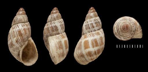 Helix polymorpha var. brevis A.D.Orb., 1835 - 1854.12.4.199, SYNTYPE- Helix polymorpha var. elongata A.D.Orb., 1835 -