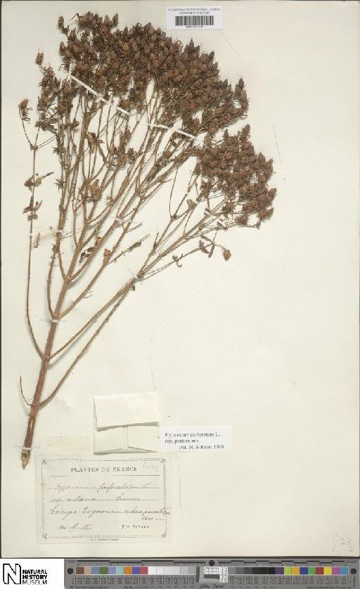 Hypericum perforatum subsp. perforatum - BM001201547