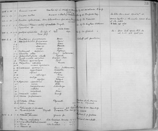 Trichoniscoides scoparum Verhoeff, 1908 - Zoology Accessions Register: Crustacea: 1905 - 1935: page 33