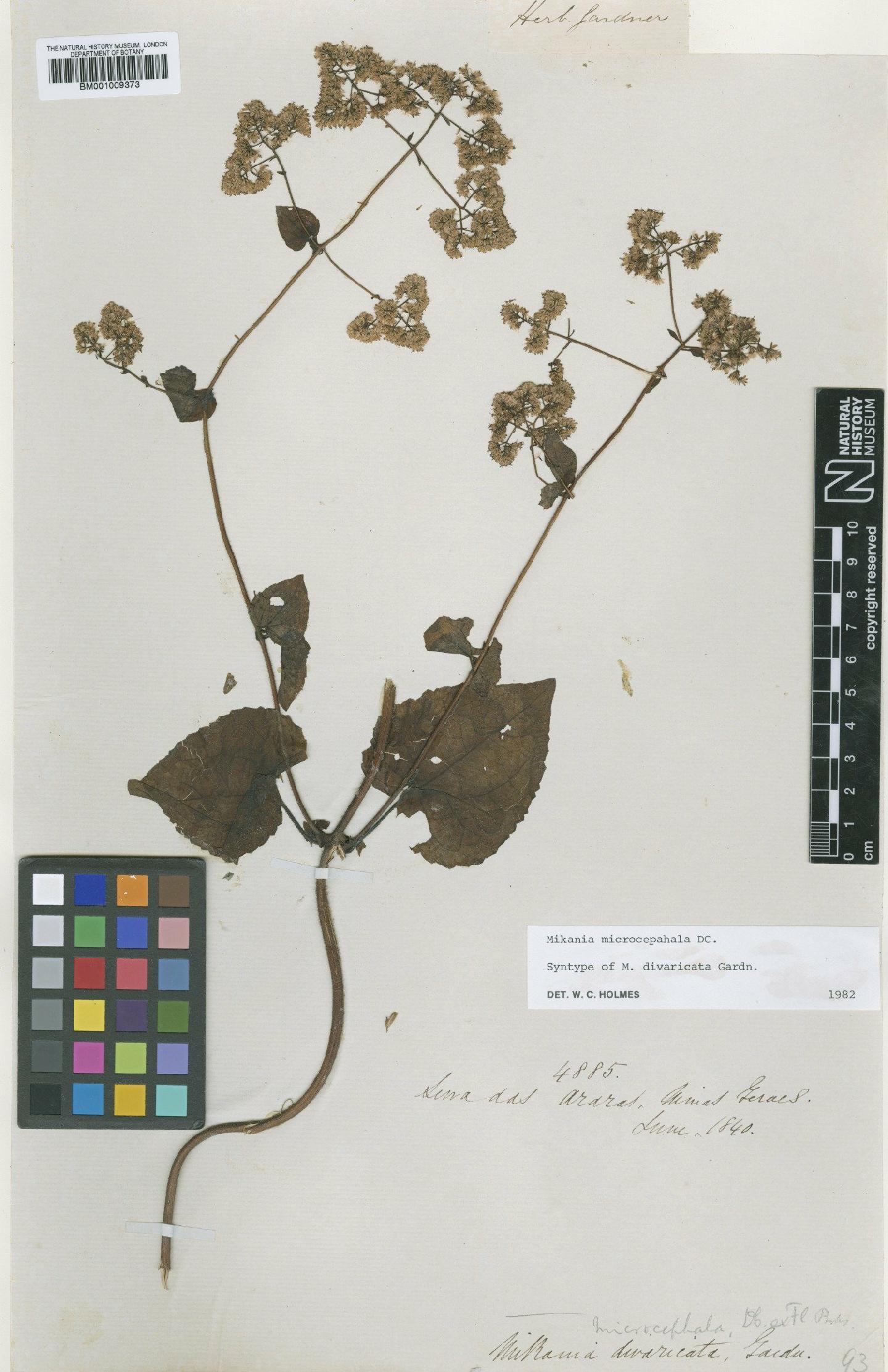 To NHMUK collection (Mikania microcephala DC.; Syntype; NHMUK:ecatalogue:608344)
