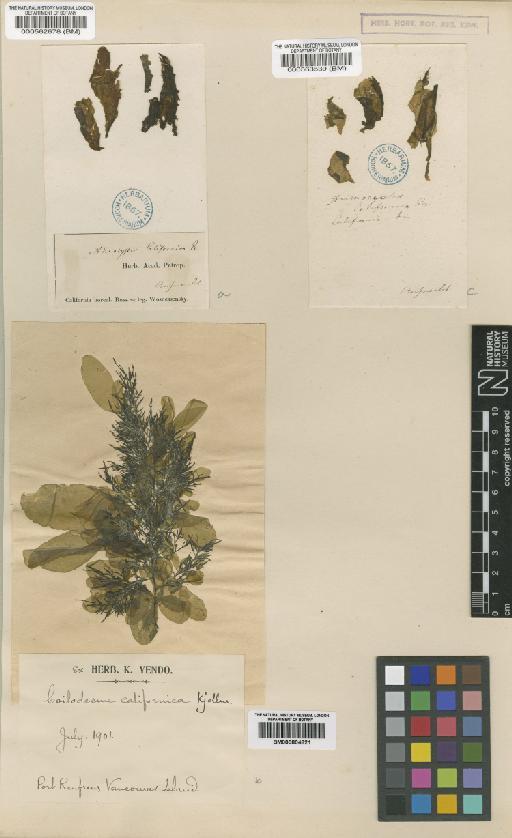 Coilodesme californica (Rupr.) Kjellm. - BM000562678