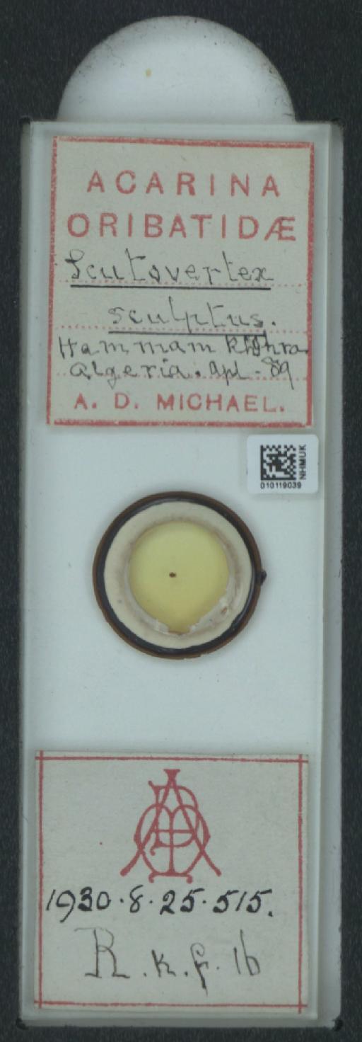 Scutovertex sculptus A.D. Michael, 1879 - 010119039_128156_1585729