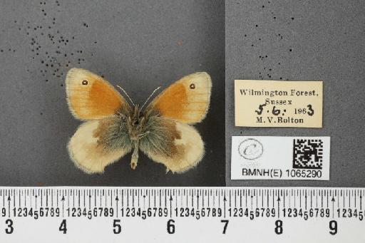 Coenonympha pamphilus ab. nolkeniana Strand, 1917 - BMNHE_1065290_26590