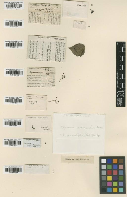 Stephania japonica var. discolor (Blume) Forman - BM000946141