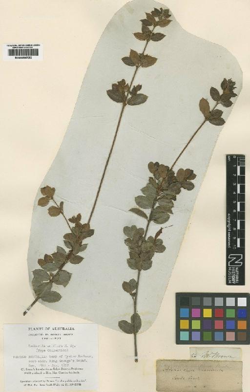 Lambertia uniflora R.Br. - BM000847092