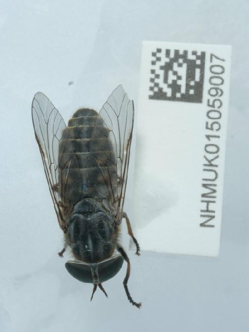 Tabanus bromius Linnaeus, 1758 - 015059007_1