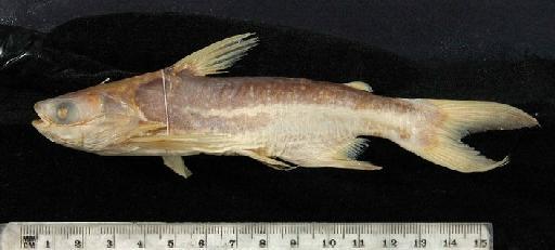 Auchenopterus guppyi (Regan, 1906) - 1906.6.23.49-50b; Pseudauchenipterus guppyi; lateral view; ACSI Project image