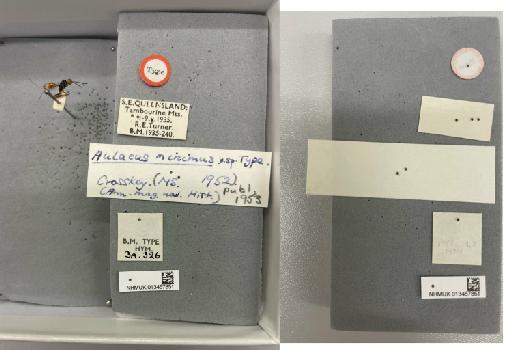 Aulacus minutus Crosskey, 1953 - 013457851_Aulacus_minutus_HT-F-3a-326_labels