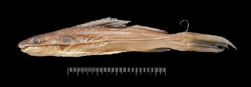 Hemibagrus fortis (Popta, 1904) - Hemibagrus fortis 2000.10.25.1359-1363