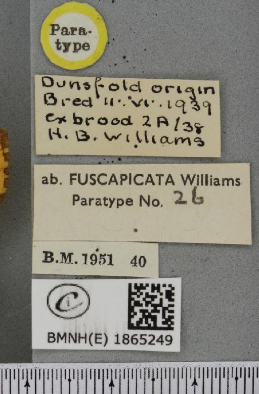 Angerona prunaria ab. fuscapicata Williams, 1947 - BMNHE_1865249_label_430956