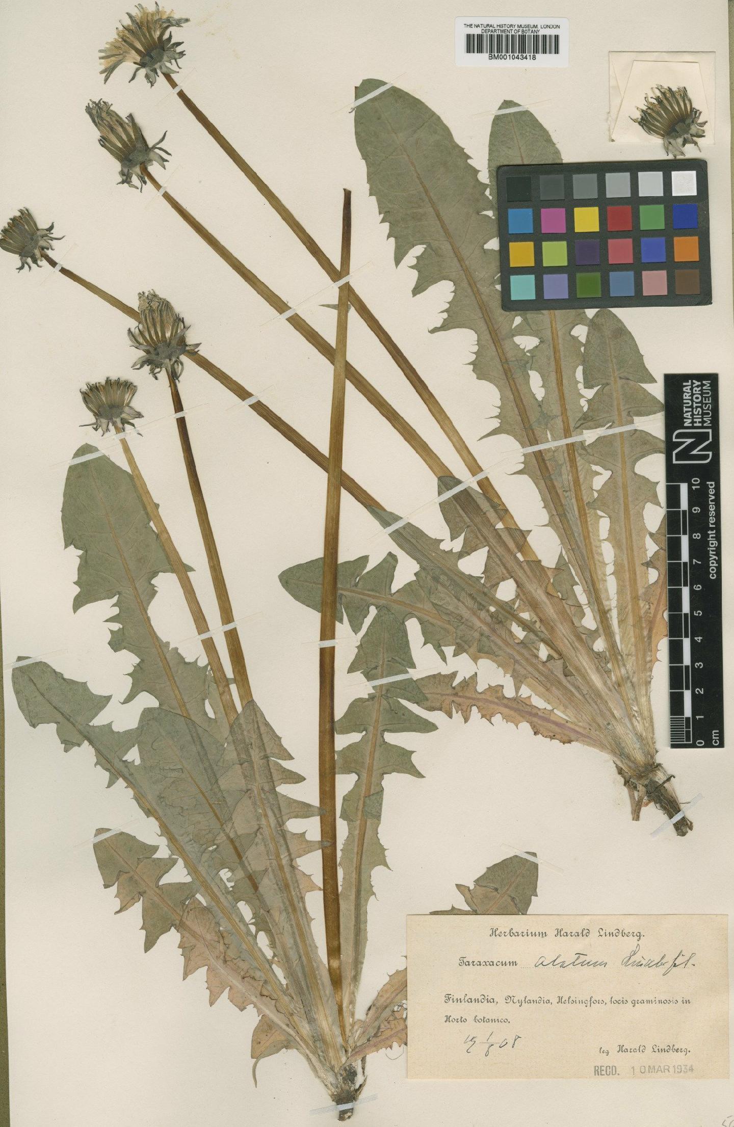 To NHMUK collection (Taraxacum alatum Lindb; Type; NHMUK:ecatalogue:1998077)