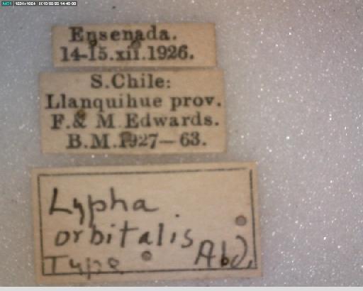 Lypha orbitalis Aldrich, 1934 - Lypha orbitalis HT labels 1