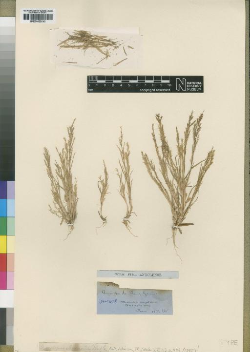 Trichoneura eleusinoides (Rendle) Ekman - BM000922945