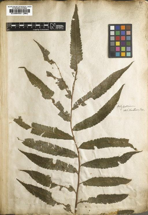 Polypodium obliteratum Sw. - BM000589361