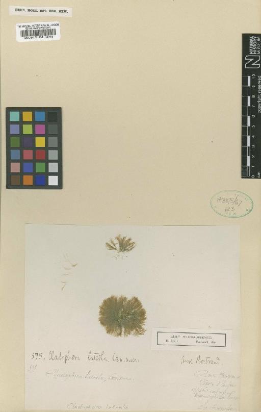 Cladophora submarina P.Crouan & H.Crouan - BM000516124