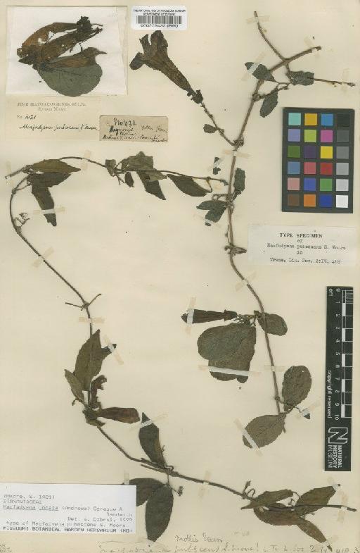 Macfadyena uncata (Andrews) Sprague & Sanwith - BM000578432